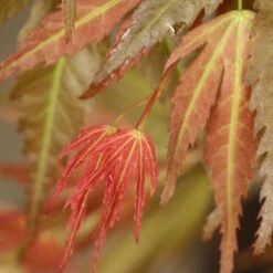 Acer Palmatum 'Wilson's Pink Dwarf' -Garden Plant Store pl2000027220 card3 lg