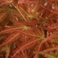 Acer Palmatum 'Wilson's Pink Dwarf' -Garden Plant Store pl2000027220 card4 lg