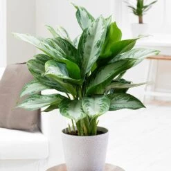 Aglaonema 'Jubilee Compacta' (PBR) -Garden Plant Store pl2000027224 card3 lg