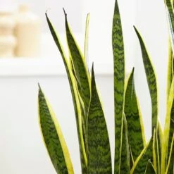 Sansevieria Trifasciata Var. Laurentii -Garden Plant Store pl2000027233 card4 lg