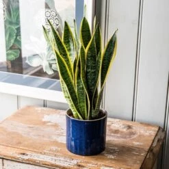 Sansevieria Trifasciata Var. Laurentii -Garden Plant Store pl2000027233 card5 lg