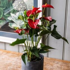 Anthurium (Andraeanum Group) Red Champion ('Anthbnena') (PBR) -Garden Plant Store pl2000027263 card3 lg