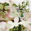 Viburnum Plicatum F. Tomentosum Kilimanjaro Sunrise ('Jww5') (PBR) 5 Viburnum Plicatum F. Tomentosum Kilimanjaro Sunrise ('Jww5') (PBR) -Garden Plant Store pl2000027309