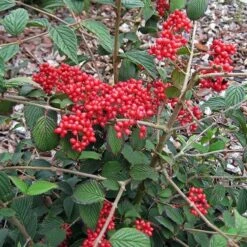 Garden Plant Store 10 Garden Plant Store -Garden Plant Store pl2000027309 card2 lg