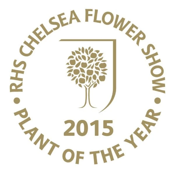 Viburnum plicatum f. tomentosum Kilimanjaro Sunrise ('Jww5') (PBR) Viburnum Plicatum F. Tomentosum Kilimanjaro Sunrise ('Jww5') (PBR) -Garden Plant Store pl2000027309 card3 lg