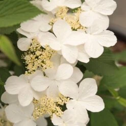 Viburnum Plicatum F. Tomentosum Kilimanjaro Sunrise ('Jww5') (PBR) 3 Viburnum Plicatum F. Tomentosum Kilimanjaro Sunrise ('Jww5') (PBR) -Garden Plant Store pl2000027309 card4 lg