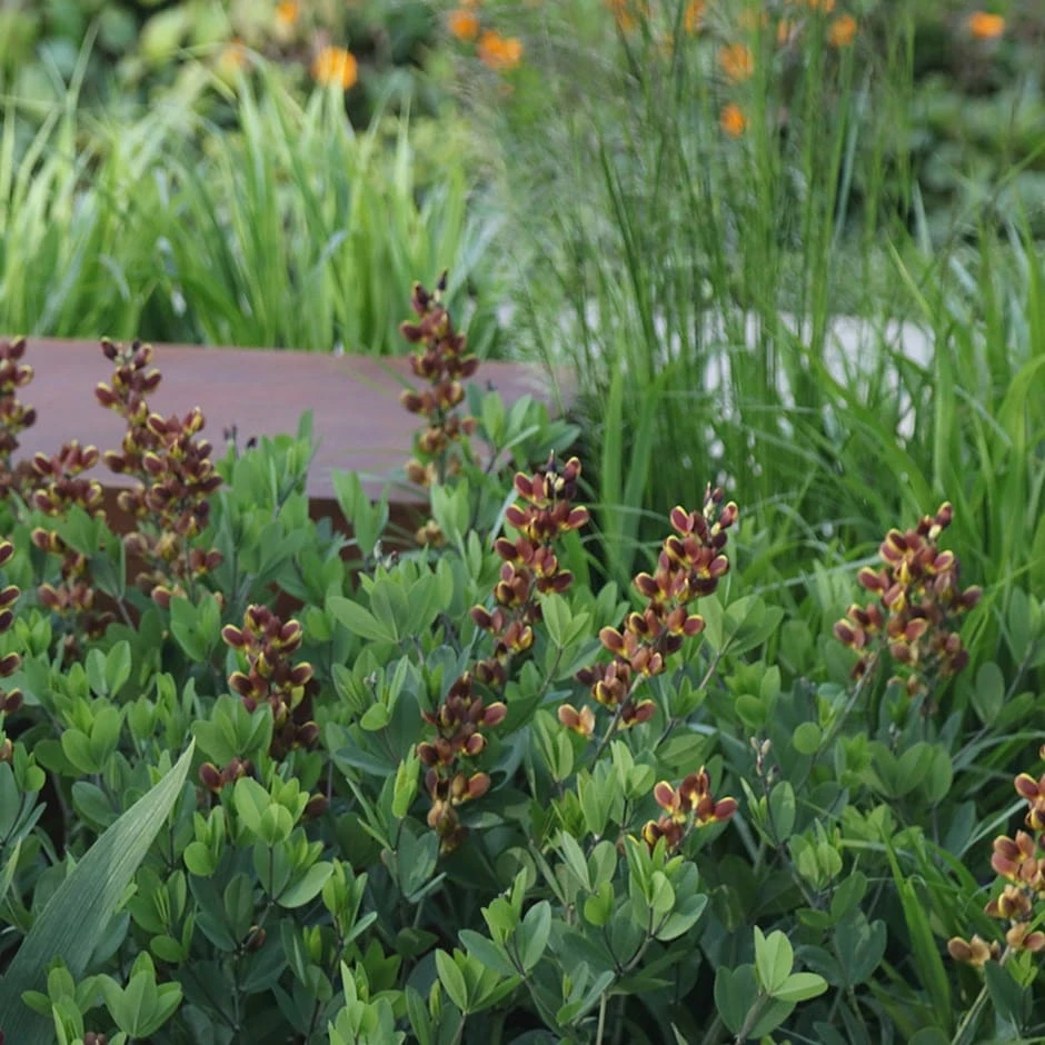 Baptisia 'Dutch Chocolate' (Decadence Series) Baptisia 'Dutch Chocolate' (Decadence Series) -Garden Plant Store pl2000027453