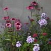 Plants For Pollinators Plant Combination -Garden Plant Store pl2000027588