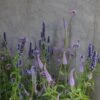 Spires And Spots Plant Combination