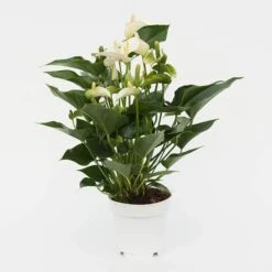 Anthurium White Champion ('Anthefaqyr') (PBR) -Garden Plant Store pl2000027698 card3 lg