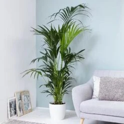 Howea Forsteriana -Garden Plant Store pl2000027701 card3 lg