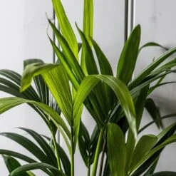 Howea Forsteriana -Garden Plant Store pl2000027701 card5 lg