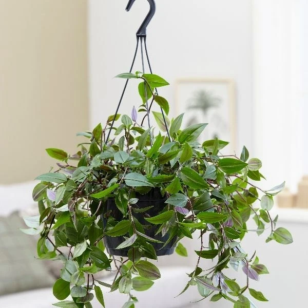 Tradescantia 'Green Hill' Tradescantia 'Green Hill' -Garden Plant Store pl2000027706 card3 lg