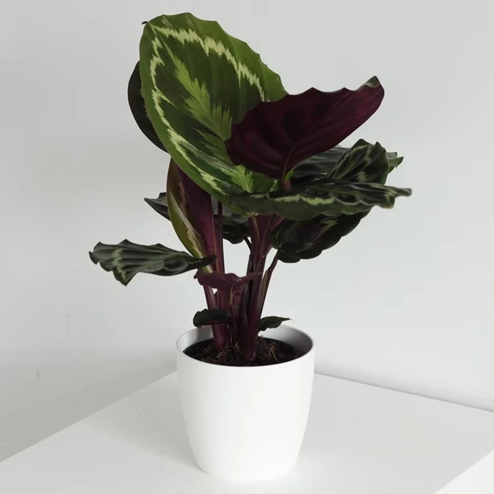 Goeppertia veitchiana 'Medaillon' Goeppertia Veitchiana 'Medaillon' -Garden Plant Store pl2000027727 card2 lg