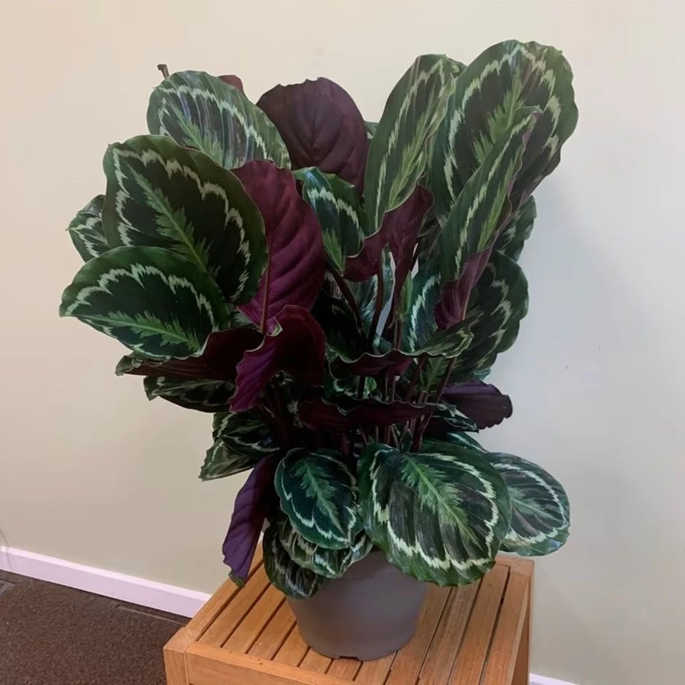 Goeppertia veitchiana 'Medaillon' Goeppertia Veitchiana 'Medaillon' -Garden Plant Store pl2000027727 card3 lg