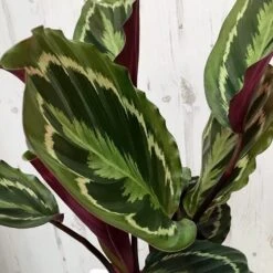 Goeppertia Veitchiana 'Medaillon' 4 Goeppertia Veitchiana 'Medaillon' -Garden Plant Store pl2000027727 card5 lg