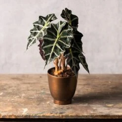 Alocasia × Amazonica 'Polly' -Garden Plant Store pl2000027731 card3 lg