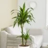 Dracaena Fragrans 'Janet Craig' 4 Dracaena Fragrans 'Janet Craig' -Garden Plant Store pl2000027738