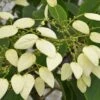 Schizophragma Fauriei 'Angel Wings'