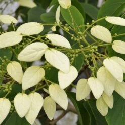 Schizophragma Fauriei 'Angel Wings'