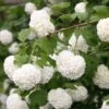 Viburnum Opulus 'Roseum' 2 Viburnum Opulus 'Roseum' -Garden Plant Store pl2000027943