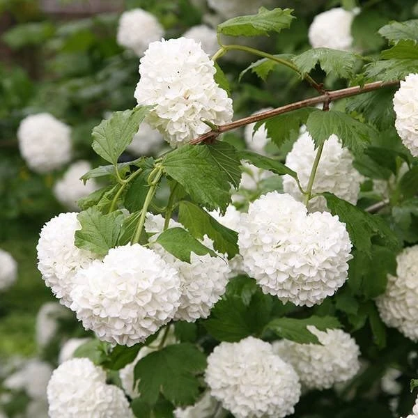 Viburnum opulus 'Roseum' Viburnum Opulus 'Roseum' -Garden Plant Store pl2000027943 card3 lg