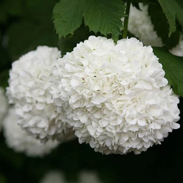 Viburnum opulus 'Roseum' Viburnum Opulus 'Roseum' -Garden Plant Store pl2000027943 card5 lg