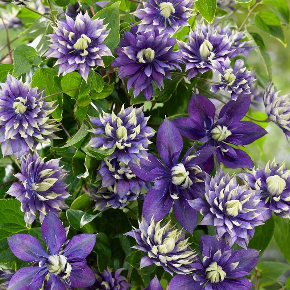 Clematis 'Taiga' (PBR) Clematis 'Taiga' (PBR) -Garden Plant Store pl2000028061