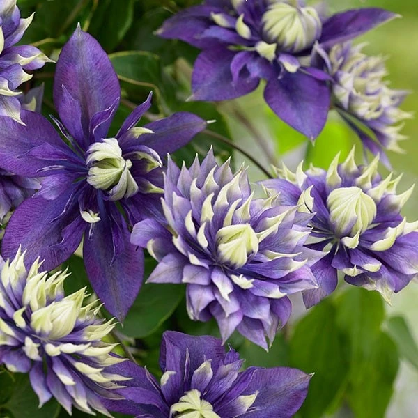 Clematis 'Taiga' (PBR) Clematis 'Taiga' (PBR) -Garden Plant Store pl2000028061 card2 lg