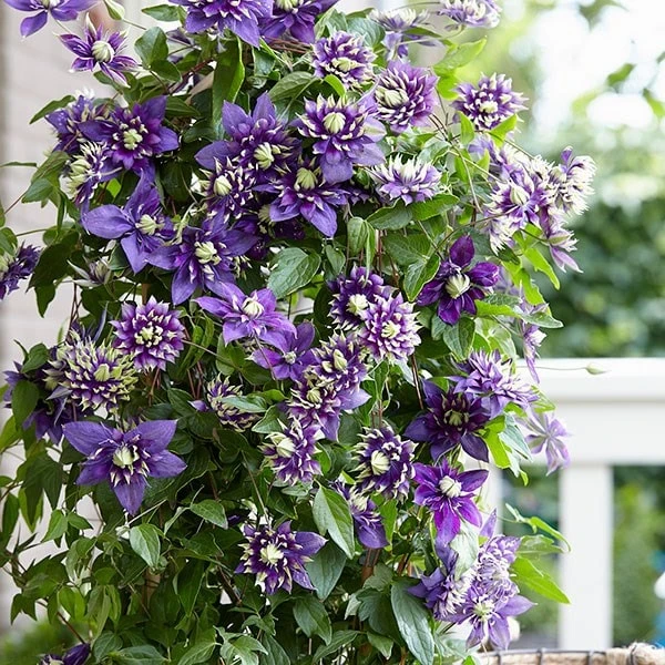 Clematis 'Taiga' (PBR) Clematis 'Taiga' (PBR) -Garden Plant Store pl2000028061 card3 lg