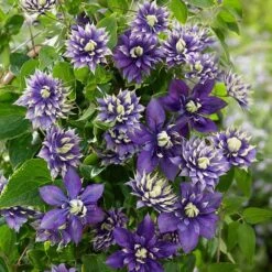 Clematis 'Taiga' (PBR) 3 Clematis 'Taiga' (PBR) -Garden Plant Store pl2000028061 card4 lg