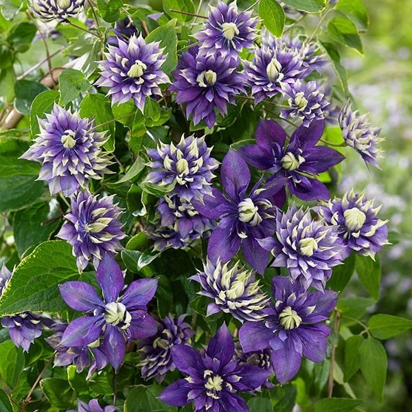 Clematis 'Taiga' (PBR) Clematis 'Taiga' (PBR) -Garden Plant Store pl2000028061 card4 lg