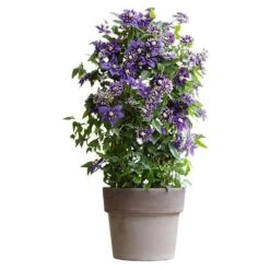 Clematis 'Taiga' (PBR) 5 Clematis 'Taiga' (PBR) -Garden Plant Store pl2000028061 card6 lg