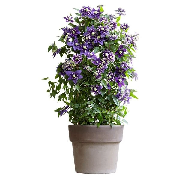 Clematis 'Taiga' (PBR) Clematis 'Taiga' (PBR) -Garden Plant Store pl2000028061 card6 lg