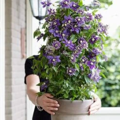 Clematis 'Taiga' (PBR) 6 Clematis 'Taiga' (PBR) -Garden Plant Store pl2000028061 card7 lg