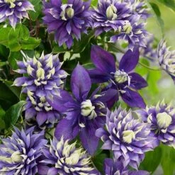 Clematis 'Taiga' (PBR) 7 Clematis 'Taiga' (PBR) -Garden Plant Store pl2000028061 card8 lg