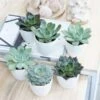 Echeveria Starter Collection -Garden Plant Store pl2000028161