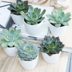 Echeveria Starter Collection -Garden Plant Store pl2000028161 card3 lg