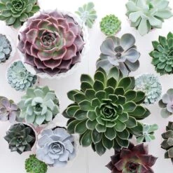 Echeveria Starter Collection -Garden Plant Store pl2000028161 card5 lg