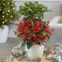 Ardisia Crenata 'Queen Star' (PBR) -Garden Plant Store pl2000028194 card3 lg