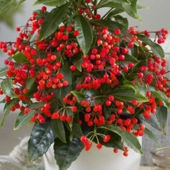 Ardisia Crenata 'Queen Star' (PBR) -Garden Plant Store pl2000028194 card4 lg