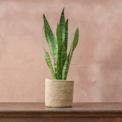 Sansevieria Zeylanica -Garden Plant Store pl2000028199 card4 lg