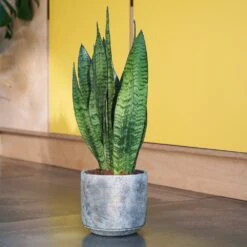 Sansevieria Zeylanica -Garden Plant Store pl2000028199 card5 lg