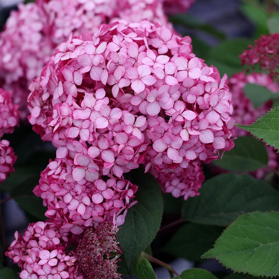 Hydrangea arborescens Ruby Annabelle ('Ncha3') (PBR) Hydrangea Arborescens Ruby Annabelle ('Ncha3') (PBR) -Garden Plant Store pl2000028434