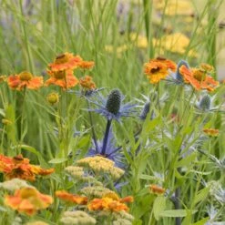 RHS Vibrant Border Collection