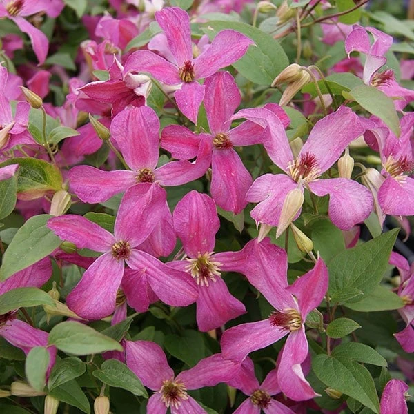 Clematis Wonderful ('Zo09073') (PBR) Clematis Wonderful ('Zo09073') (PBR) -Garden Plant Store pl2000028633 card2 lg