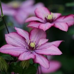 Clematis Paradiso ('Zo11154') (PBR) -Garden Plant Store pl2000028748 card2 lg