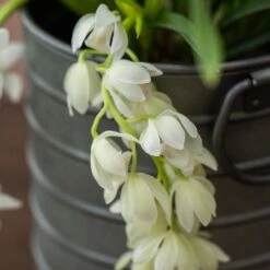 Cymbidium Sarah Jean ('Ice Cascade') -Garden Plant Store pl2000030522 card4 lg