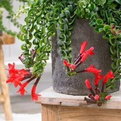 Aeschynanthus 'Twister' -Garden Plant Store pl2000030553 card3 lg