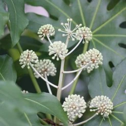 Fatsia Japonica -Garden Plant Store pl2000030879 card3 lg